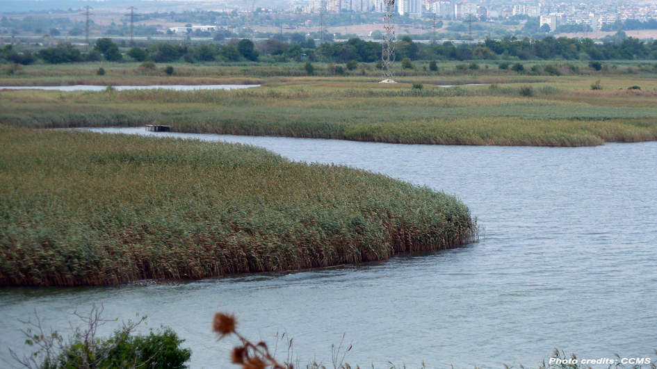 Coastal Blue Carbon Ecosystems