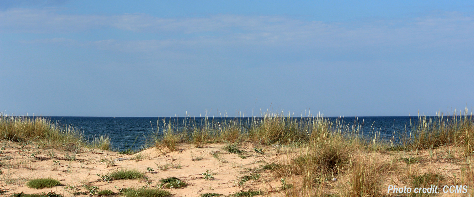 Dune Day 2021